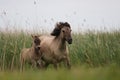 Konik horses