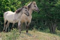 Konik horses Royalty Free Stock Photo