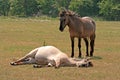 Konik horses Royalty Free Stock Photo