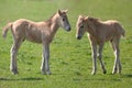 Konik horses Royalty Free Stock Photo