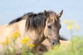 Konik horses Royalty Free Stock Photo