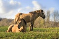 Konik horses couple