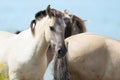 Konik horses Royalty Free Stock Photo