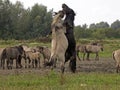 Konik horses