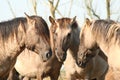 Konik horses Oostvaardersplassen Royalty Free Stock Photo