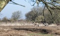 Konik horses passing in the winter landscape