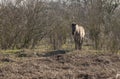 Konik horses passing in the winter landscape