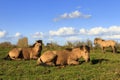 Konik horses Wageningen