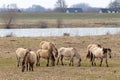 Konik Horses