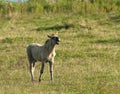 Konik paard, Konik Horse Royalty Free Stock Photo