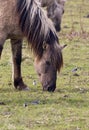 Konik paard, Konik Horse Royalty Free Stock Photo