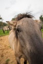 Konik Polski, a Polish breed of light-colored late-maturing horse, long-lived