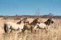 Konik ponies on the Wicken Fen Royalty Free Stock Photo