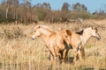 Konik ponies on the Wicken Fen Royalty Free Stock Photo