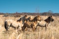 Konik ponies on the Wicken Fen