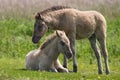 Konik voles