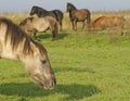 Konik wild horse