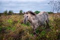 Konik wild Horse in nature reserve Royalty Free Stock Photo