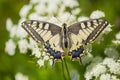 Koninginnenpage, Swallowtail, Papilio machaon