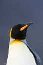 KoningspinguÃÂ¯n, King Penguin, Aptenodytes patagonicus Royalty Free Stock Photo