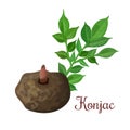 Konjac, Elephant Yam or konnyaku potato, devil`s tongue, Royalty Free Stock Photo