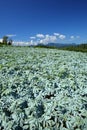 Konjac field and blue sky Royalty Free Stock Photo