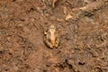 Konkan bush frog, Philautus bombayensis, Amba, Kolhapur, Maharashtra, India Royalty Free Stock Photo