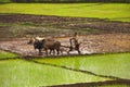 KONKAN, MAHARASHTRA, INDIA, June 2012, Farmers working in rice field during monsoon season Royalty Free Stock Photo