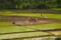 KONKAN, MAHARASHTRA, INDIA, June 2012, Farmers working in rice field during monsoon season