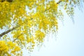 Konnapoo , Konna Flower for Vishu Festival in Kerala Royalty Free Stock Photo