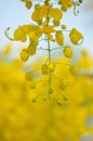 Konnapoo , Konna Flower for Vishu Festival in Kerala