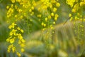 Konnapoo , Konna Flower for Vishu Festival in Kerala