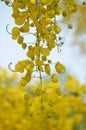 Konna Flower for Vishukani in Kerala, vishu festival Royalty Free Stock Photo