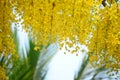 Konnapoo , Konna Flower for Vishu Festival in Kerala Royalty Free Stock Photo
