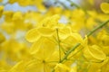 Konna Flower for Vishukani in Kerala, vishu festival Royalty Free Stock Photo