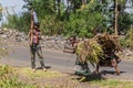 KONSO, ETHIOPIA - FEBRUARY 7, 2020: Children carrying fire wood near Konso, Ethiop