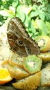 Konya Tropical Butterfly Garden by gokhanksm
