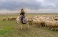 Konya, Turkey-April 14 2019: Shepherdesses with hat riding white donkey in front of sheep herd on grass