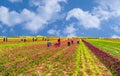 Konya, Turkey-March 14 2019: Women workers in tulip fields, tulip farm Royalty Free Stock Photo