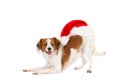 Kooiker hound with Santa hat on its back