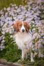 Kooikerhondje is standing in flowers. Royalty Free Stock Photo