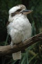 Kookaburra