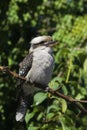 Kookaburra