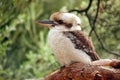 Kookaburra Royalty Free Stock Photo