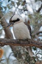 Kookaburra