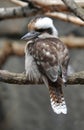 Kookaburra