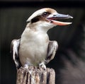 Kookaburra