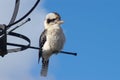 Kookaburra