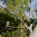 Kookaburra, Australia Royalty Free Stock Photo