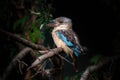 Kookaburra Australia laughing bird portrait. The blue winged kookaburra is perched on a branch Royalty Free Stock Photo